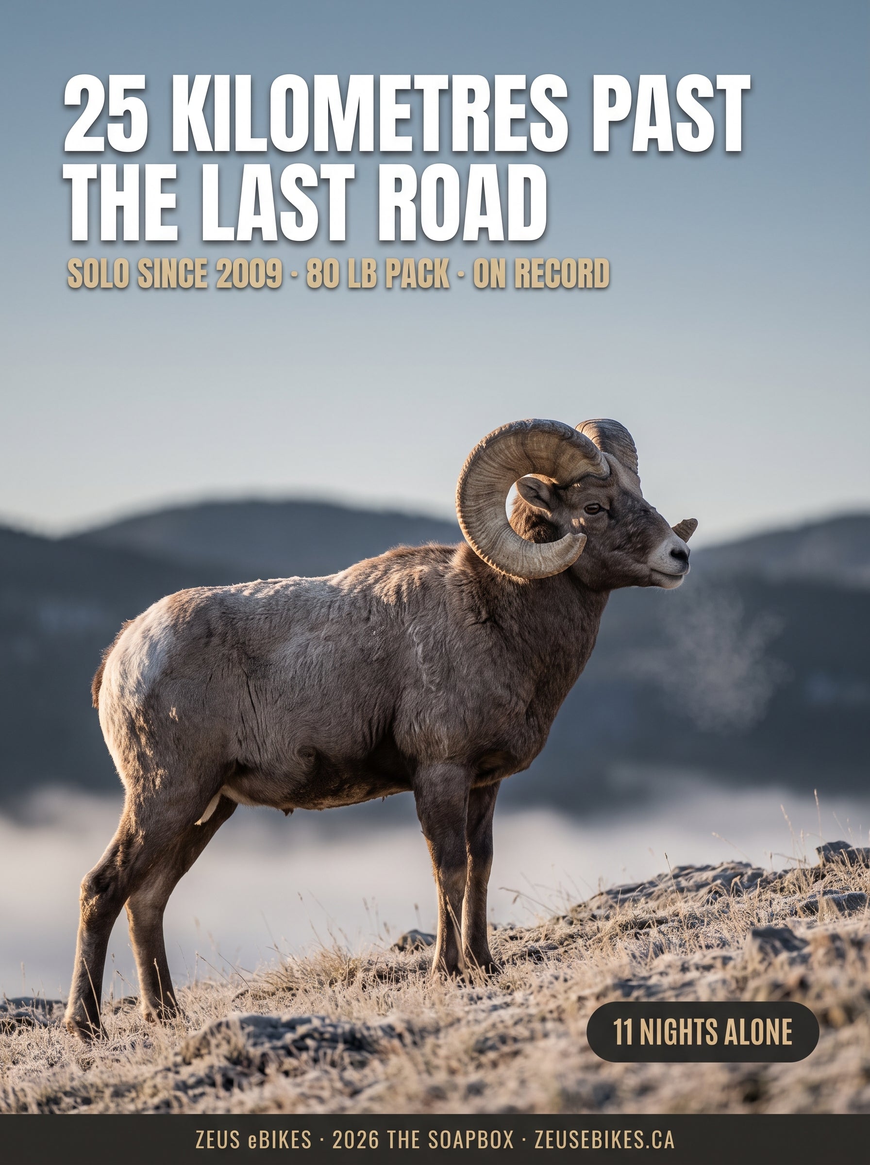 A wild bighorn ram standing on a windswept ridge in the Alberta Rockies at first light, low cloud filling the valley below