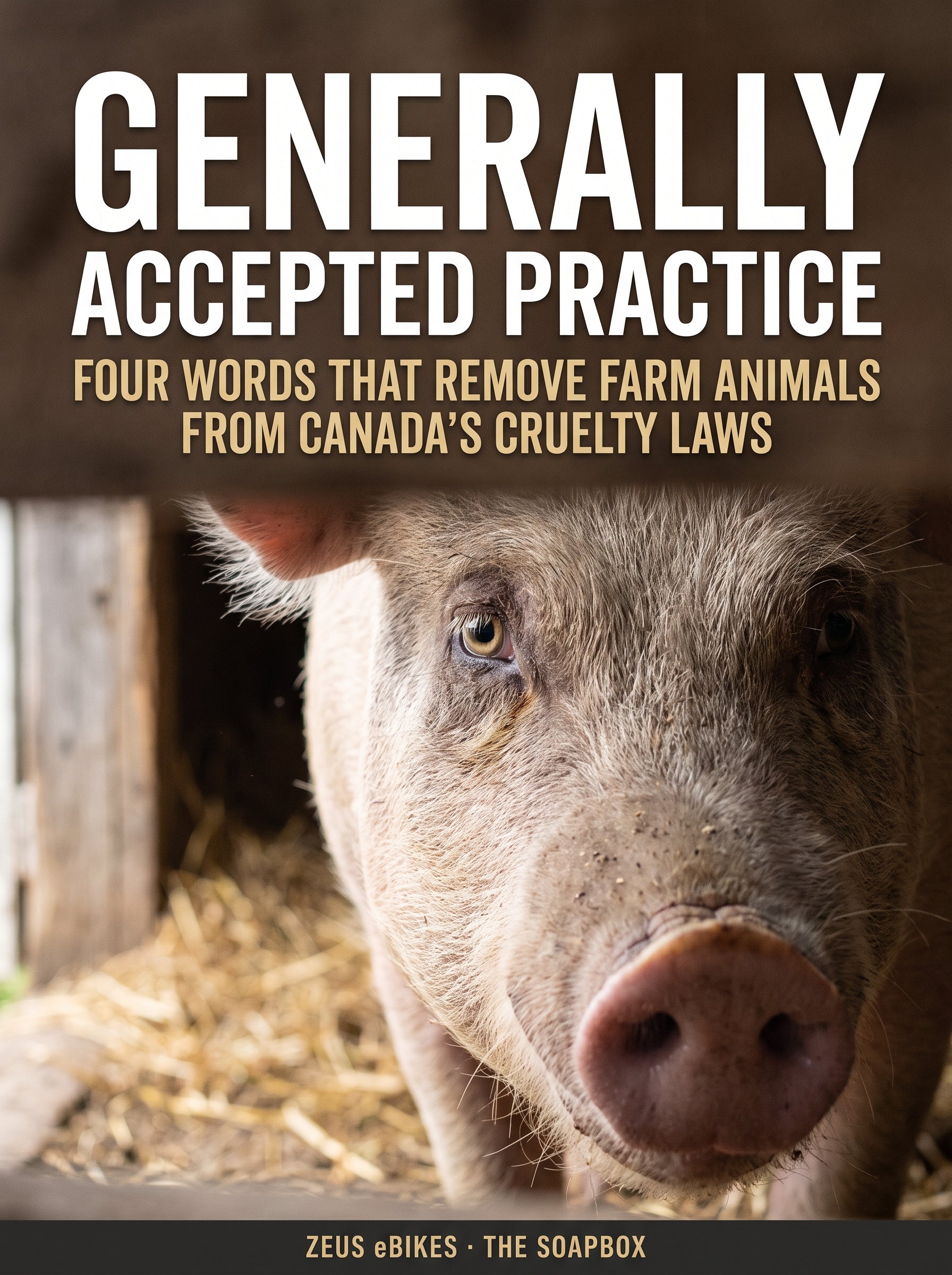 Close documentary portrait of an adult sow looking directly into the camera in soft barn light